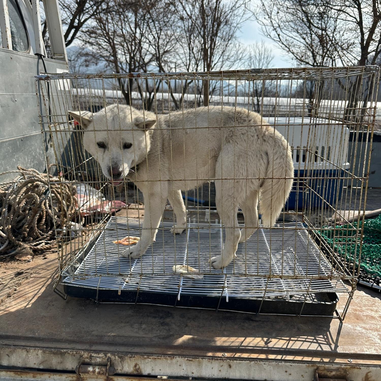 진도견 이미지 파일 입니다.